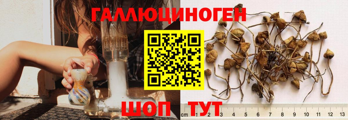 что такое   Вход с VPN  Дубна  Галлюциногенные грибы Cubensis 
